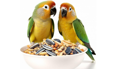 Comida para pájaros